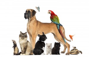 bigstock-Group-of-pets-Dog-cat-bird-44783536
